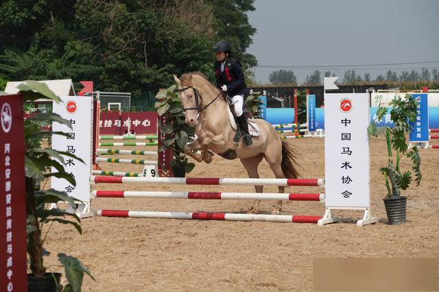 年中国马术 年中国马术